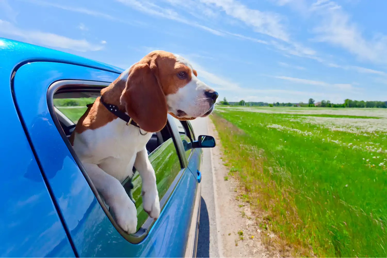 Toyota 4Runner Dog Car Seat for Beagles