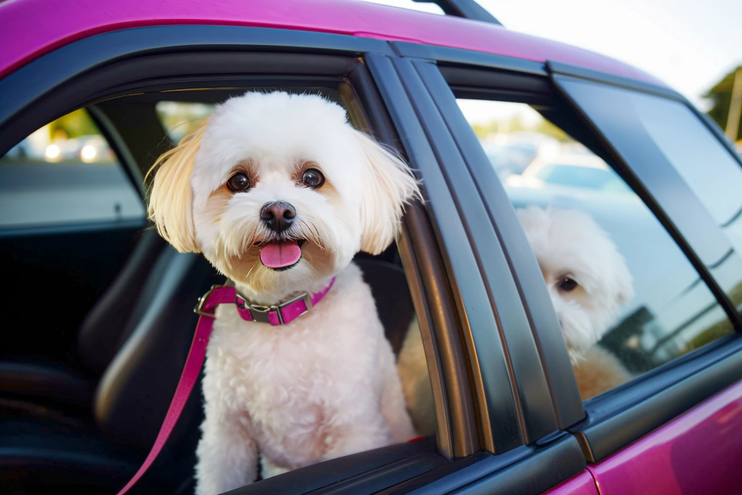 Mazda CX-5 Dog Car Seat for Maltese